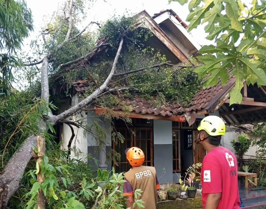Angin Kencang Melanda Gondanglegi Malang: Sejumlah Pohon Tumbang, Empat Rumah Warga Rusak