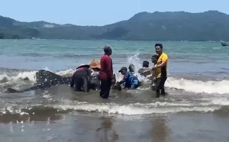 Hiu Paus Sepanjang 4 Meter Terdampar di Pantai Cengkrong, Trenggalek, Berhasil Diselamatkan Warga