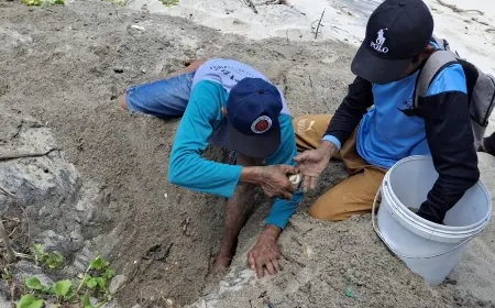 Perjuangan Pokdarwis Sanggaria Menyelamatkan Penyu secara Swadaya di Pantai Sanggar Tulungagung