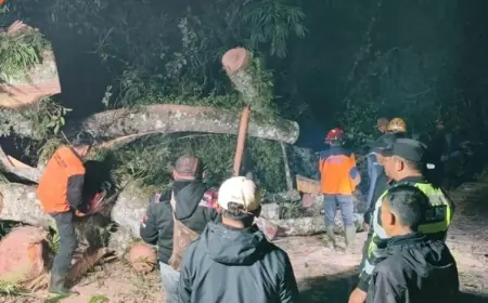 Pohon Raksasa Tumbang Tutup Akses Jalan Raya Cangar, BPBD Kota Batu Lakukan Evakuasi Tengah Malam