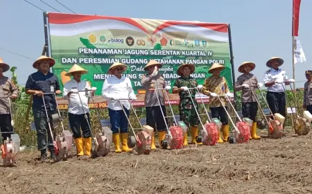 Kolaborasi Penanaman Jagung Kuartal IV di Jombang, Upaya Dukung Ketahanan Pangan
