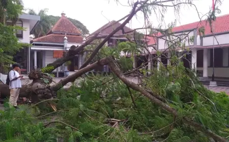 Pohon Tua di Halaman SMPN 1 Bondowoso Tumbang