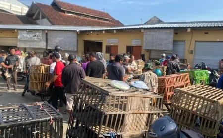 Relokasi Pedagang Ayam di Jalan Veteran ke Pasar Induk Bondowoso Saling Menguntungkan
