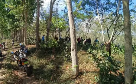Ribuan Pohon Kopi Arabika di Kaligedang Ijen Bondowoso Ditebang OTK