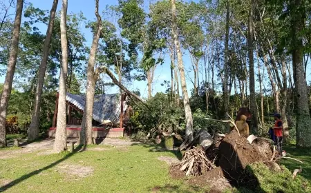 Wisata Bon C Blitar Terdampak Angin Kencang, Pohon Besar Tumbang Timpa Gazebo