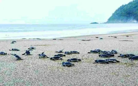 Bertemu Penyu dan Alam yang Masih Murni di Pantai Sukamade 	Banyuwangi