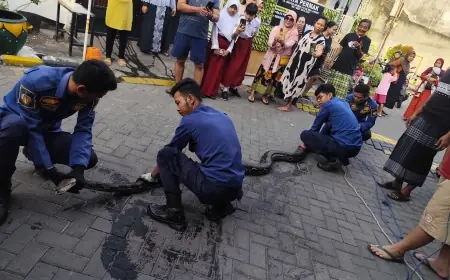 Petugas Damkarla Gresik Evakuasi Ular Piton 4 Meter di Selokan