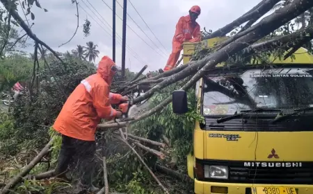 Pohon Beringin Raksasa Tumbang di Ngajum Malang, Tim Gabungan Tangani Kerusakan Truk dan Jaringan Listrik