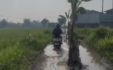 Tanaman Pisang Simbol Kritik Warga di Jombang Atas Jalan Rusak