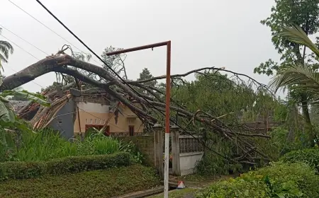 Hujan Deras Disertai Angin Kencang, Satu Rumah Warga Blitar Tertimpa Pohon Raksasa, Penghuni Selamat