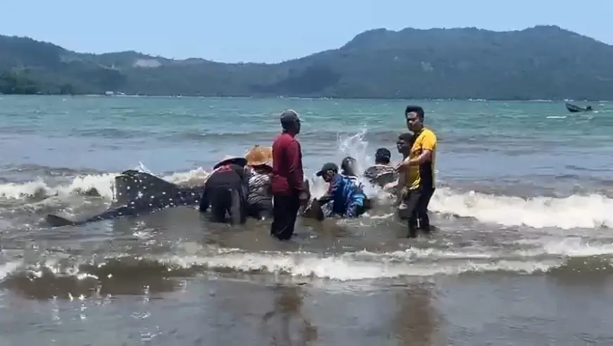 Hiu Paus Sepanjang 4 Meter Terdampar di Pantai Cengkrong, Trenggalek, Berhasil Diselamatkan Warga