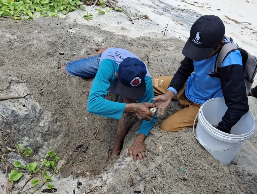 Perjuangan Pokdarwis Sanggaria Menyelamatkan Penyu secara Swadaya di Pantai Sanggar Tulungagung