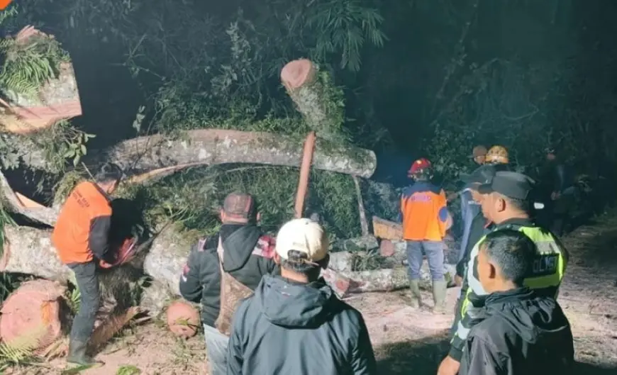 Pohon Raksasa Tumbang Tutup Akses Jalan Raya Cangar, BPBD Kota Batu Lakukan Evakuasi Tengah Malam