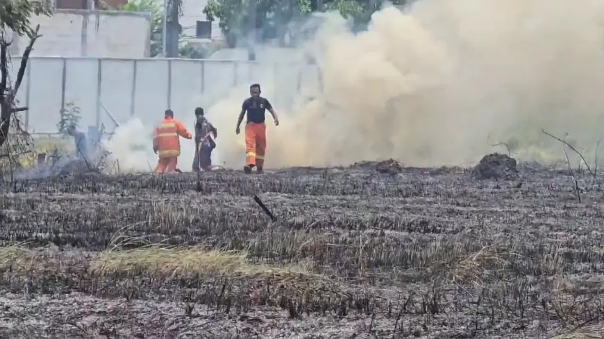 Panas Meningkat, 2 Hektare Ilalang di Gresik Ludes Terbakar