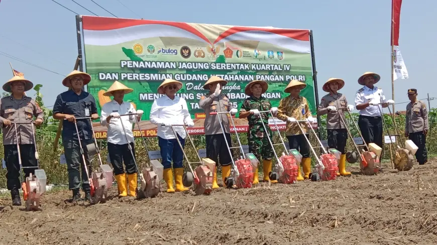 Kolaborasi Penanaman Jagung Kuartal IV di Jombang, Upaya Dukung Ketahanan Pangan