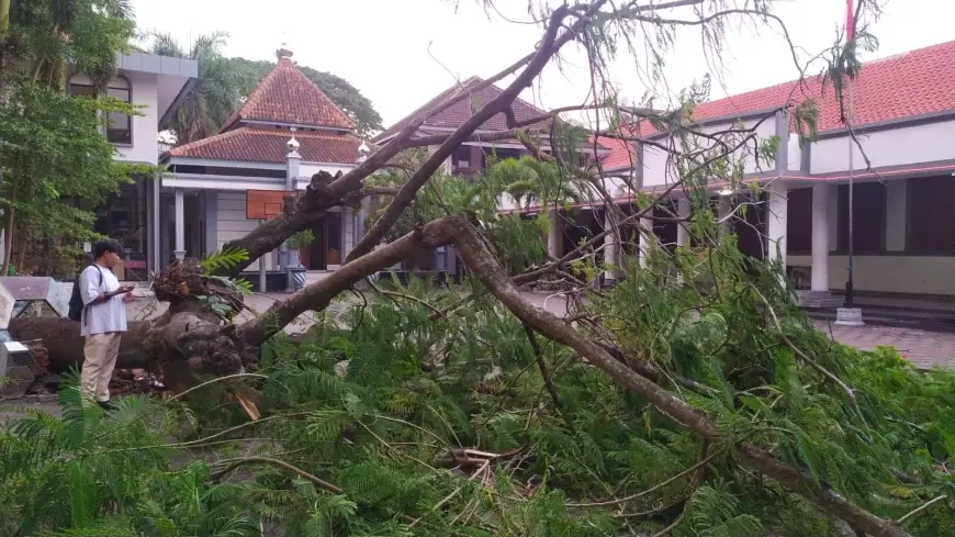 Pohon Tua di Halaman SMPN 1 Bondowoso Tumbang