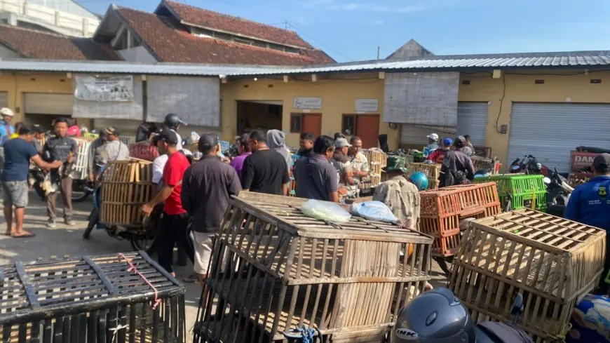 Relokasi Pedagang Ayam di Jalan Veteran ke Pasar Induk Bondowoso Saling Menguntungkan