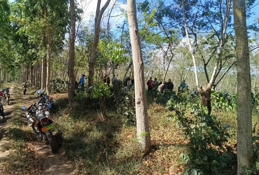 Ribuan Pohon Kopi Arabika di Kaligedang Ijen Bondowoso Ditebang OTK