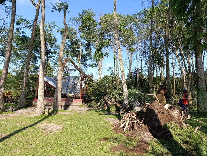 Wisata Bon C Blitar Terdampak Angin Kencang, Pohon Besar Tumbang Timpa Gazebo