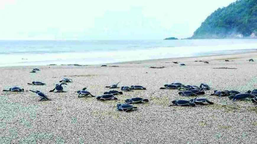 Bertemu Penyu dan Alam yang Masih Murni di Pantai Sukamade 	Banyuwangi