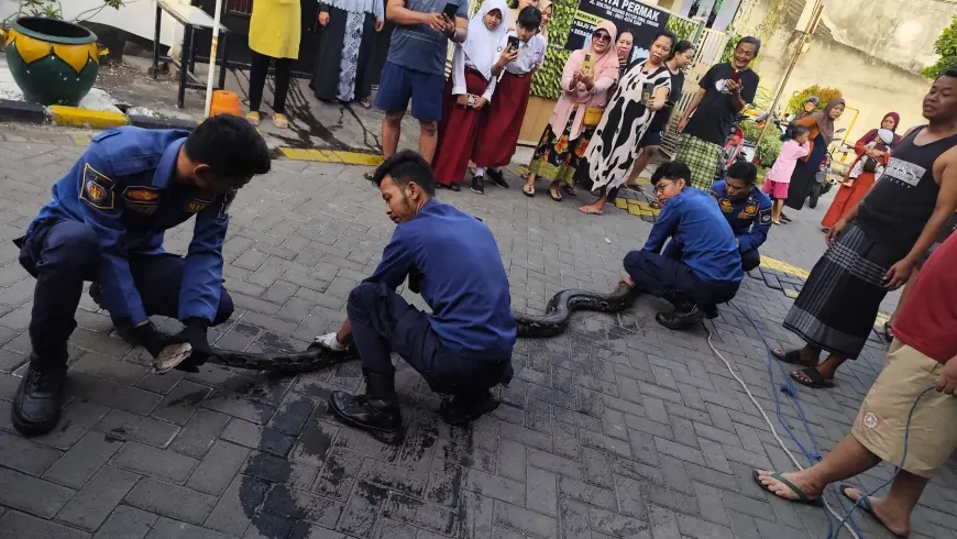 Petugas Damkarla Gresik Evakuasi Ular Piton 4 Meter di Selokan