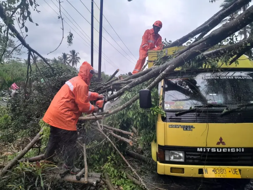 Pohon Beringin Raksasa Tumbang di Ngajum Malang, Tim Gabungan Tangani Kerusakan Truk dan Jaringan Listrik