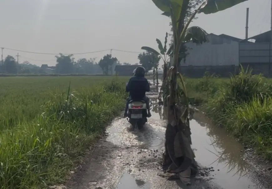 Tanaman Pisang Simbol Kritik Warga di Jombang Atas Jalan Rusak