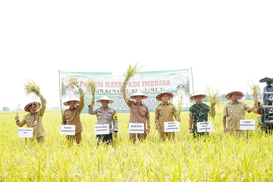1.700 Hektare Sawah Petani Lamongan Siap Panen, Harga Gabah Tembus Rp7.300 per Kilogram