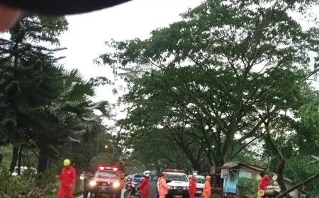 Pohon Tumbang di Kepanjen Malang, Arus Lalu Lintas Jalibar Terhambat