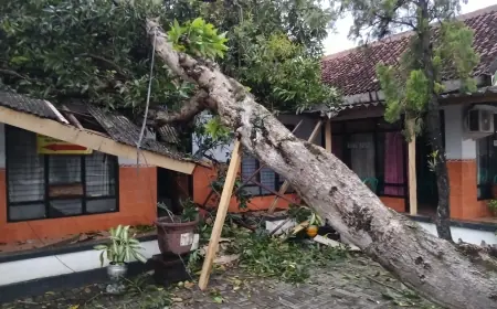 Nganjuk Diterjang Angin Kencang, Pohon Tumbang Timpa Kantor Kelurahan Warujayeng dan Tutup Jalan