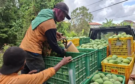 Cuaca Buruk, Hasil Panen Petani Mangga di Gresik Anjlok