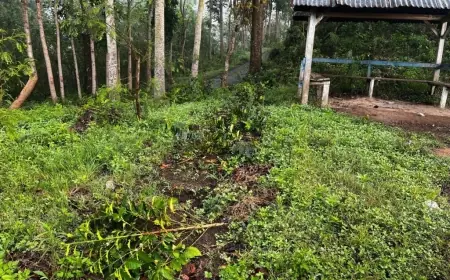 Lagi! 18 Ribu Pohon Kopi di Kaligedang Ijen Bondowoso Ditebang OTK