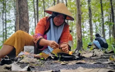 Entung Jati di Ngawi Jadi Rebutan dan Daging Musiman Bernilai Jual Tinggi