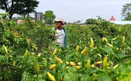 Harga Cabai Rawit di Tingkat Petani Blitar Anjlok, Hanya Rp15 Ribu Per Kilogram