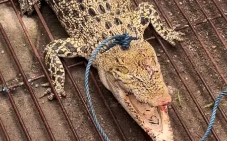 Warga Mojokerto Geger Temuan Buaya Liar di Area Permukiman