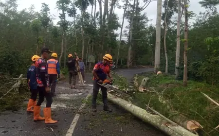 Angin Kencang di Ijen Bondowoso Robohkan Pohon dan Tiang Listrik, Akses Jalan Sempat Tertutup