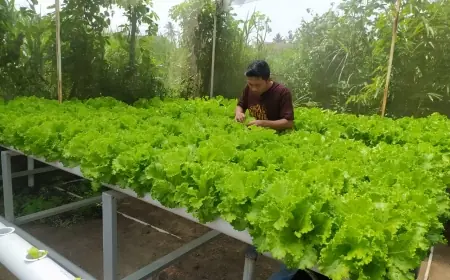 Dari Selada Menuju Harapan Baru, Ketika Dapur MBG Hidupkan Petani Hidroponik Bondowoso