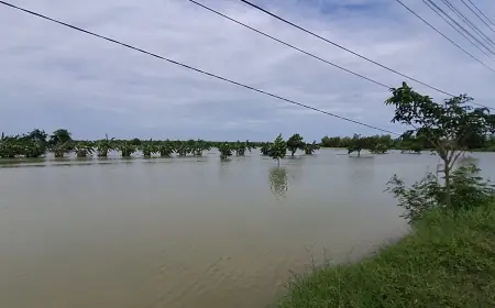 Gagal Tanam, Petani di Gresik Merugi Akibat Banjir