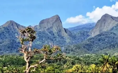Pencari Burung di Bondowoso Dikabarkan Jatuh dari Pohon di Pegunungan Argopuro