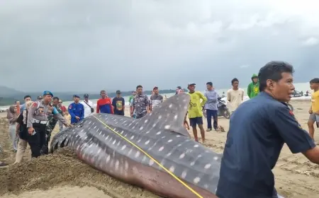 Hiu Tutul Sepanjang 8,5 Meter Terdampar Mati di Pantai Bayem Tulungagung, Langsung Dikubur di Lokasi