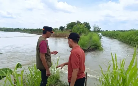 Kalilamong Meluap, 2 Tanggul di Kecamatan Cerme Gresik Jebol