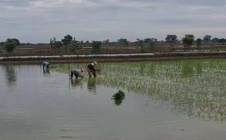 Petani di Gresik Gagal Tanam dan Merugi Akibat Cuaca Buruk