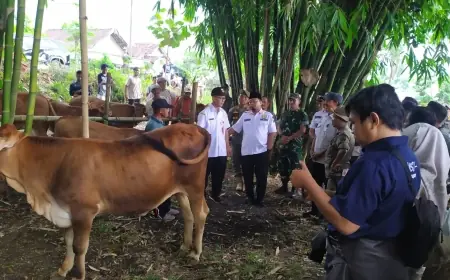 Antisipasi Penyakit Ternak, Disnakkan Bondowoso Gencar Gelar Pengobatan Massal