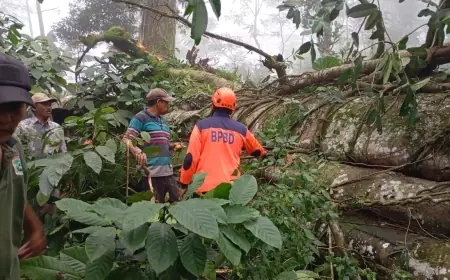 Akses Warga Sempat Terblokir, Pohon Setinggi 30 Meter Tumbang di Lawang Malang