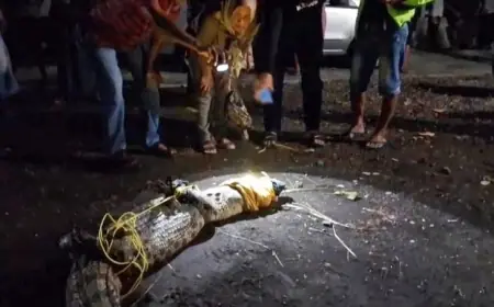 Buaya Muara 2,5 Meter Ditangkap Warga Cakru Kencong Jember, 39 Telur Ikut Diamankan