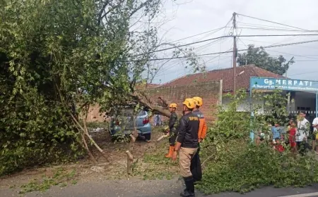 Cuaca Ekstrem Terjang Bondowoso, Pohon Kersen Tumbang Timpa Kabel dan Mobil