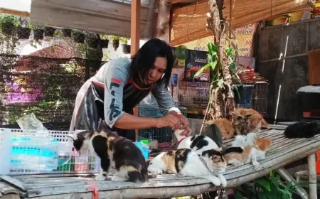 Warga Kediri Dirikan Penampungan Sederhana untuk Rawat Ratusan Kucing Liar yang Diabaikan
