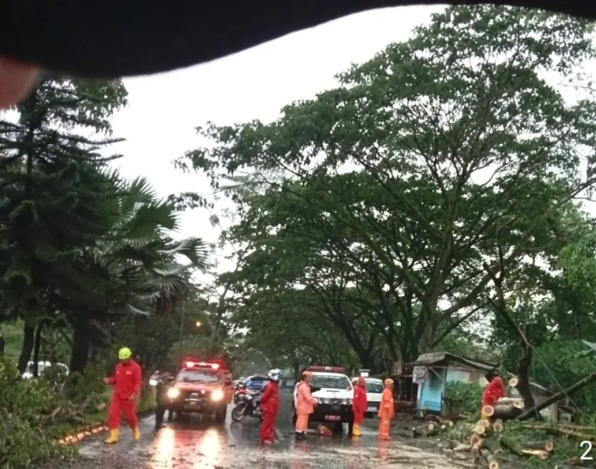 Pohon Tumbang di Kepanjen Malang, Arus Lalu Lintas Jalibar Terhambat