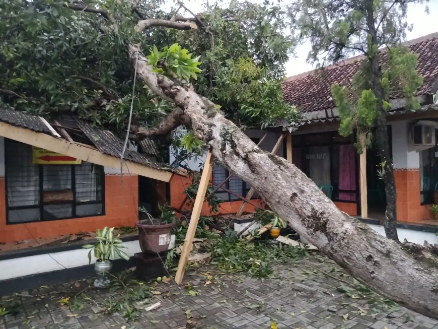 Nganjuk Diterjang Angin Kencang, Pohon Tumbang Timpa Kantor Kelurahan Warujayeng dan Tutup Jalan