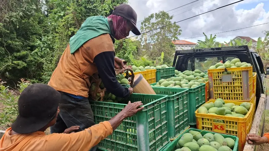 Cuaca Buruk, Hasil Panen Petani Mangga di Gresik Anjlok